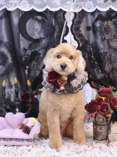 20231025アルトくん